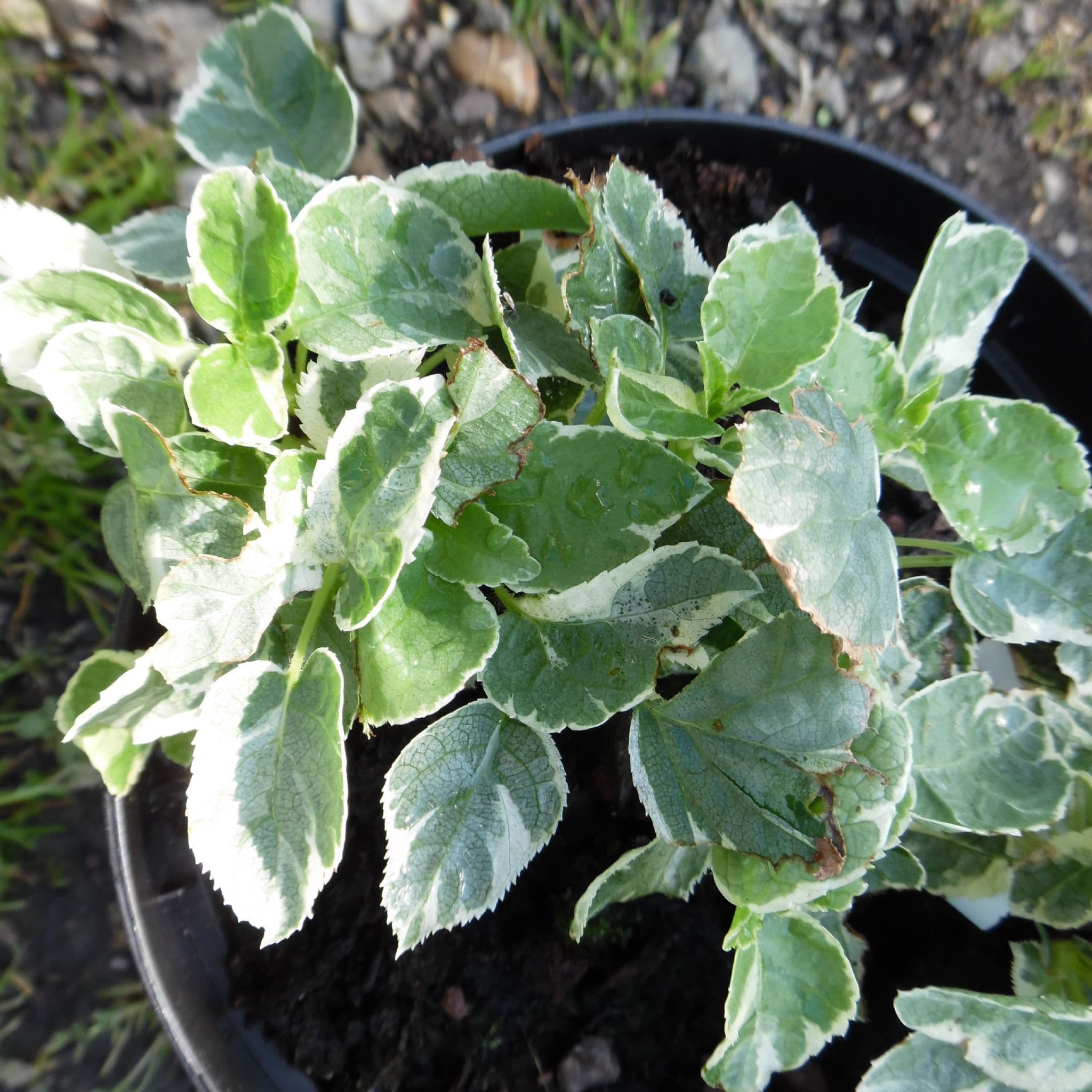 Hydrangea Petiolaris Silver Lining – ZEVFLF