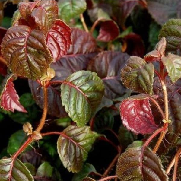 Hydrangea anomala Winter Surprise