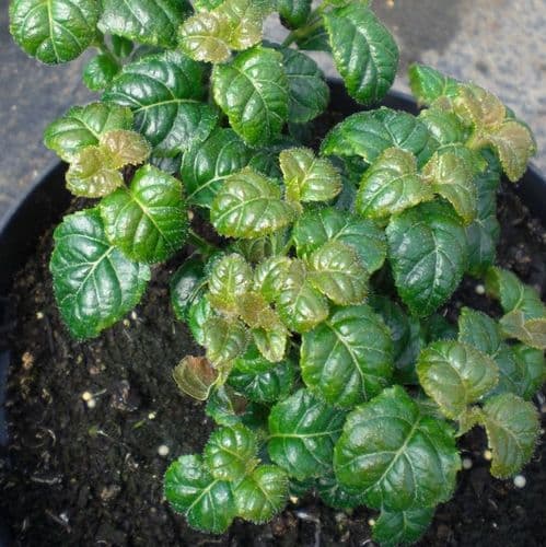 Hydrangea anomala Winter Surprise