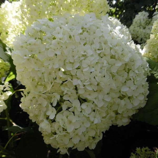 Hydrangea arborescens Annabelle AGM