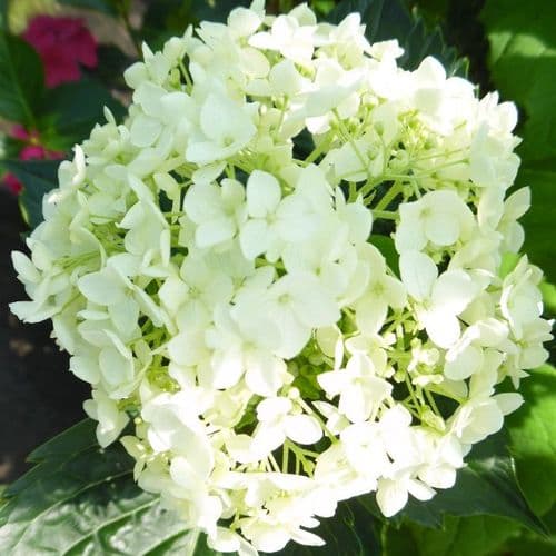 Hydrangea arborescens Annabelle AGM