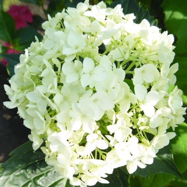 Hydrangea arborescens Annabelle AGM