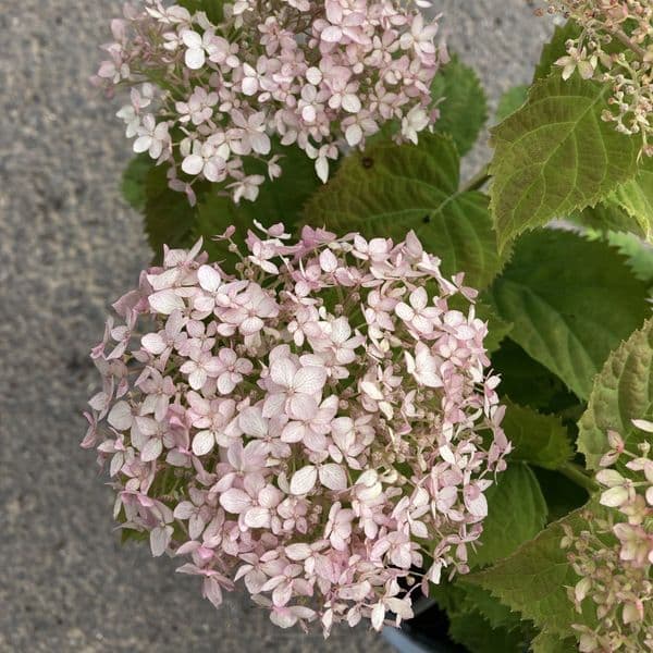 Hydrangea arborescens BELLARAGAZZA BLANCHETTA (Invincibelle Wee White) 'Ncha5' (PBR)