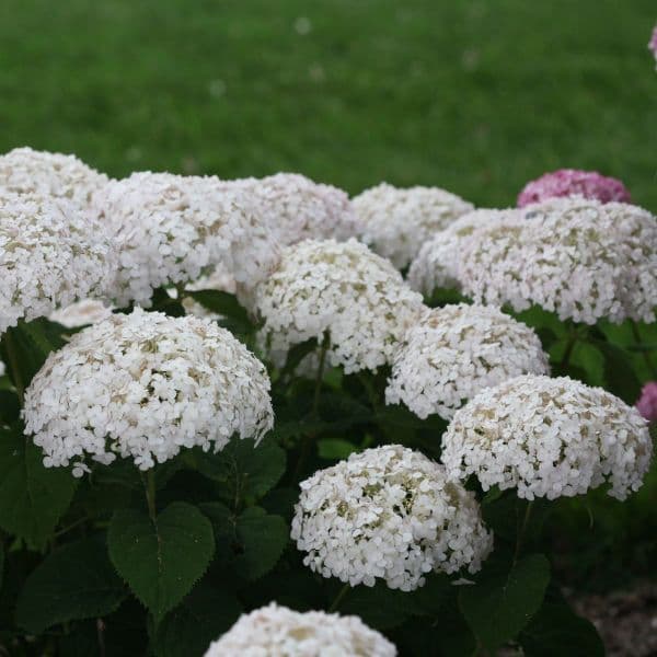 Hydrangea arborescens BELLARAGAZZA BLANCHETTA (Invincibelle Wee White) 'Ncha5' (PBR)