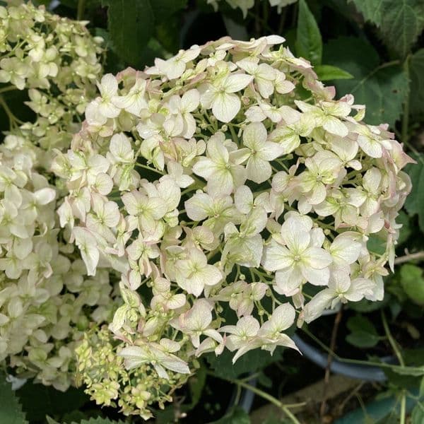 Hydrangea arborescens BELLARAGAZZA BLANCHETTA (Invincibelle Wee White) 'Ncha5' (PBR)