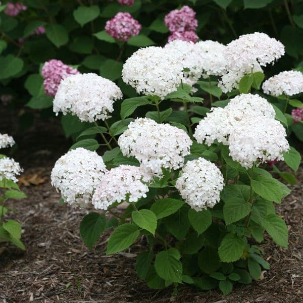 Hydrangea arborescens BELLARAGAZZA BLANCHETTA (Invincibelle Wee White) 'Ncha5' (PBR)