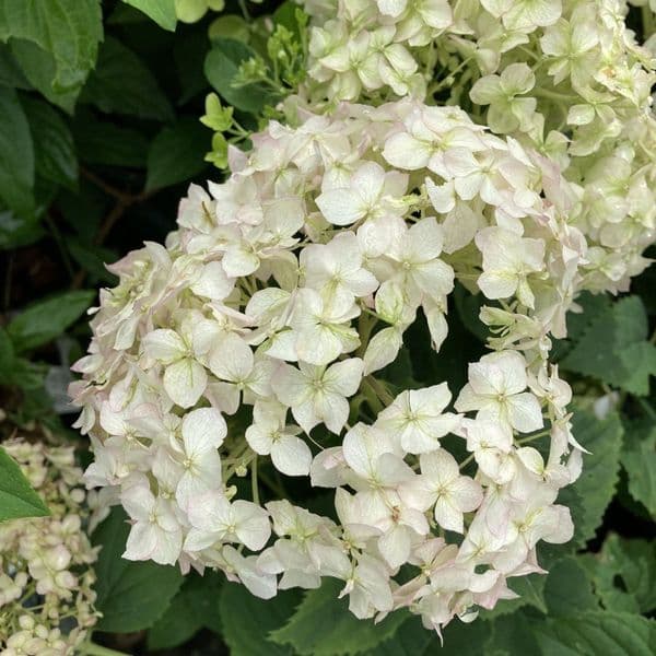 Hydrangea arborescens BELLARAGAZZA BLANCHETTA (Invincibelle Wee White) 'Ncha5' (PBR)