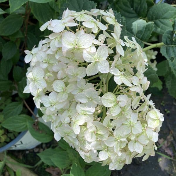 Hydrangea arborescens BELLARAGAZZA BLANCHETTA (Invincibelle Wee White) 'Ncha5' (PBR)