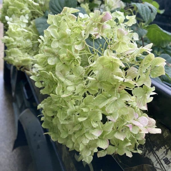 Hydrangea arborescens BELLARAGAZZA BLANCHETTA (Invincibelle Wee White) 'Ncha5' (PBR)