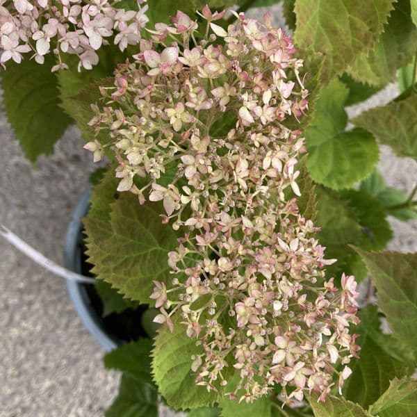 Hydrangea arborescens BELLARAGAZZA BLANCHETTA (Invincibelle Wee White) 'Ncha5' (PBR)
