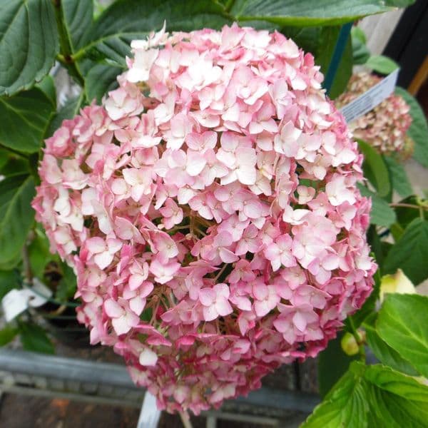 Hydrangea arborescens Candybelle Bubblegum GRHYAR1407 (PBR)