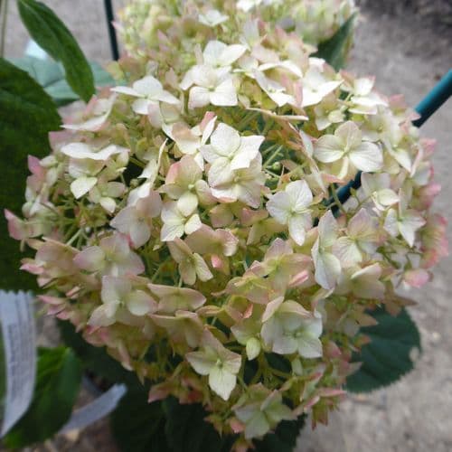 Hydrangea arborescens Candybelle Marshmallow GRHYAR1406 (PBR)