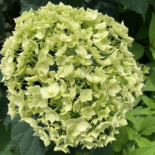 Hydrangea arborescens FlowerWOW (FlowerFull) 'BALful' FE