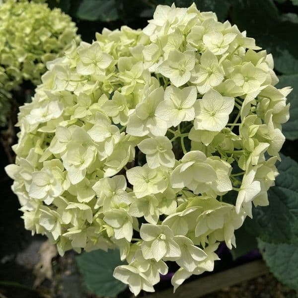 Hydrangea arborescens FlowerWOW (FlowerFull) 'BALful' FE