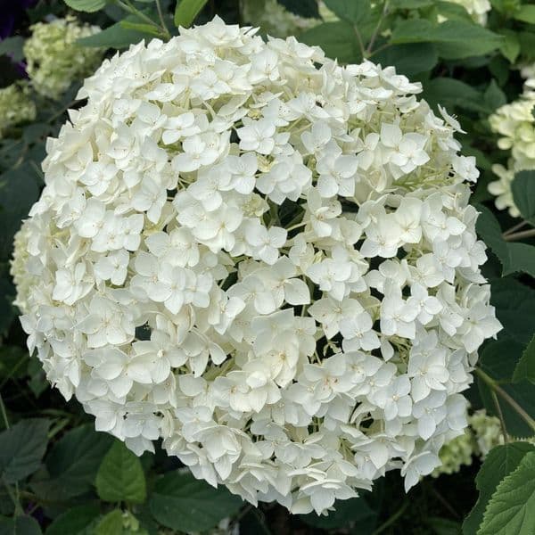 Hydrangea arborescens FlowerWOW (FlowerFull) 'BALful' FE