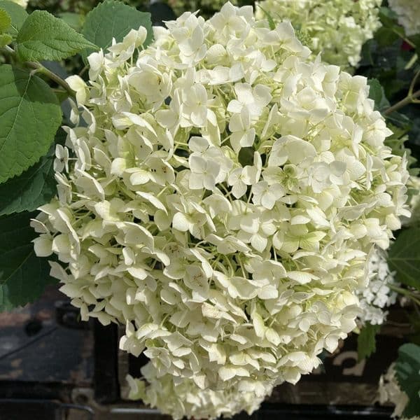 Hydrangea arborescens FlowerWOW (FlowerFull) 'BALful' FE