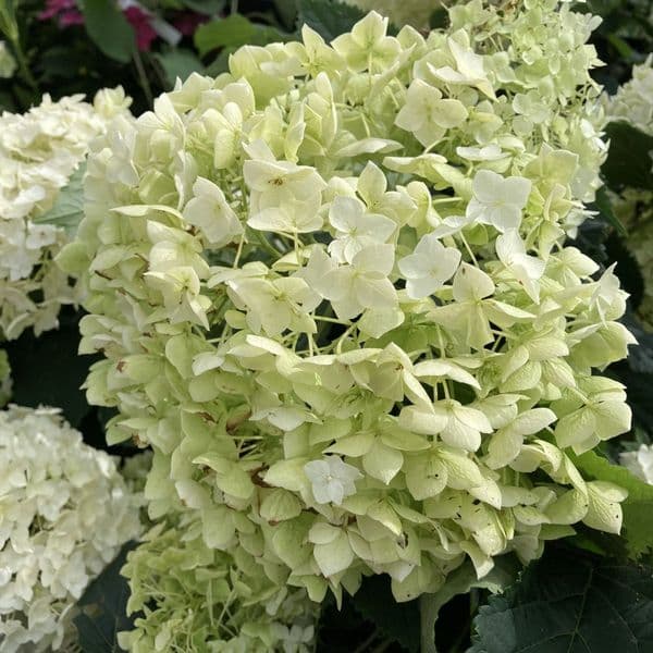 Hydrangea arborescens FlowerWOW (FlowerFull) 'BALful' FE