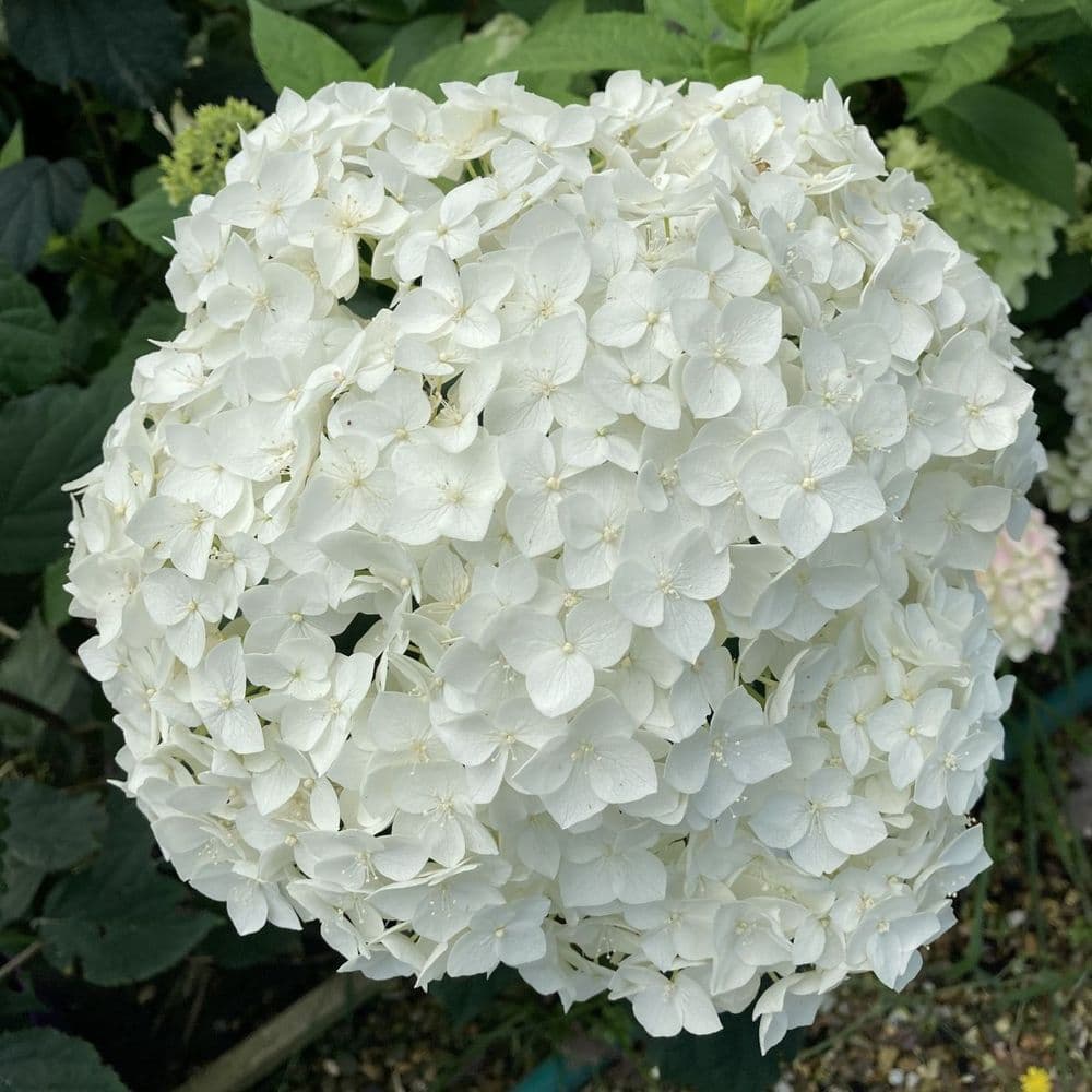 Hydrangea arborescens FlowerWOW FlowerFull BALful FE