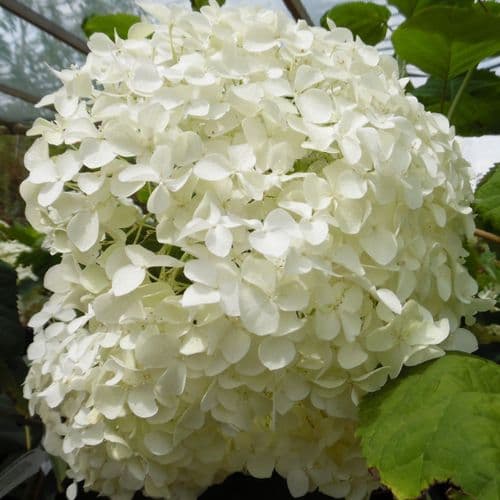 Hydrangea arborescens INCREDIBALL 'Abetwo' (Strong Annabelle)