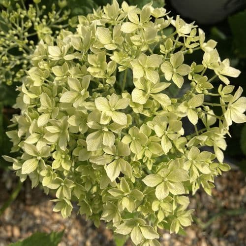 Hydrangea arborescens Invincibelle Limetta 'NCHA8' (PBR)