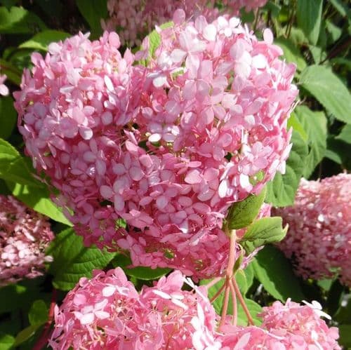 Hydrangea arborescens INVINCIBELLE SPIRIT 'Ncha1' (Pink Annabelle)