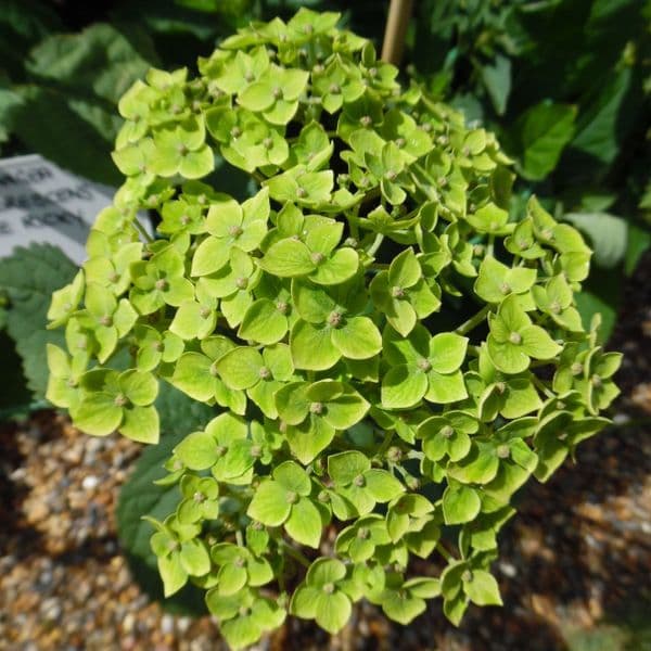 Hydrangea arborescens Lime Ricky