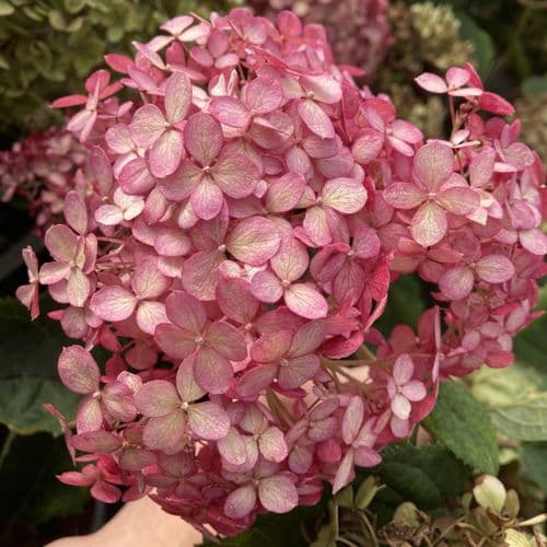 Hydrangea arborescens Ruby Annabelle 'Ncha3' (PBR)