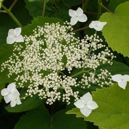 Hydrangea arborescens