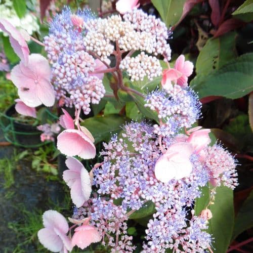 Hydrangea aspera HOT CHOCOLATE 'Hpopr012'