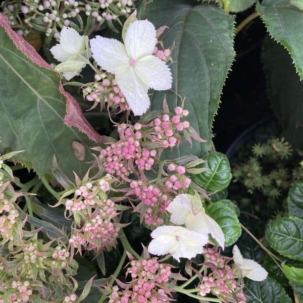 Hydrangea aspera  Rosemary Foster