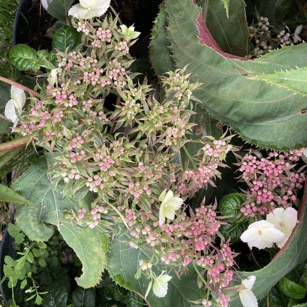 Hydrangea aspera  Rosemary Foster