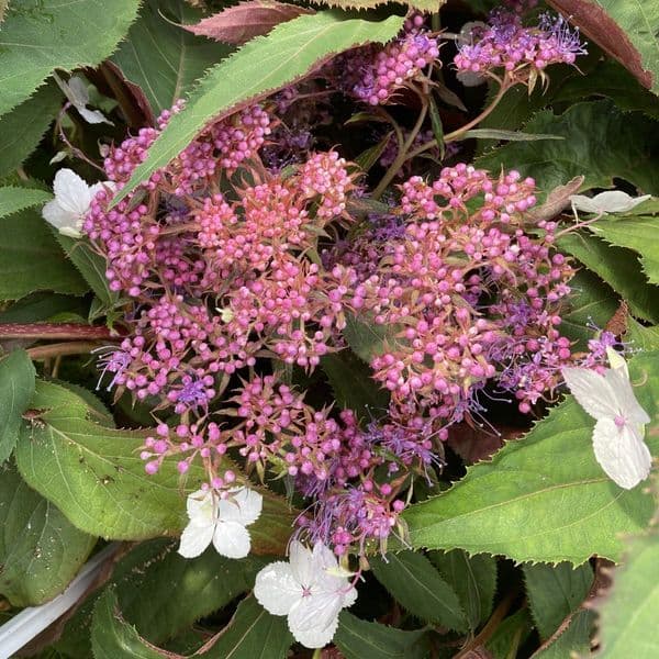 Hydrangea aspera Rosemary Foster