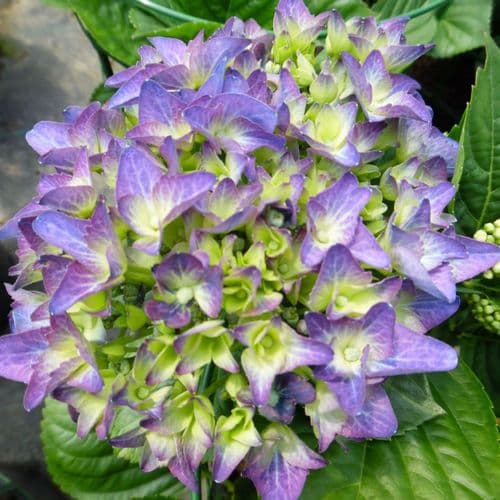 Hydrangea macrophylla Adria (H)