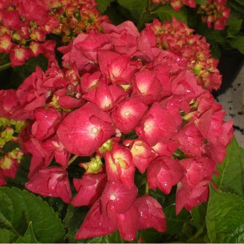 Hydrangea macrophylla Amour Toujours (H)