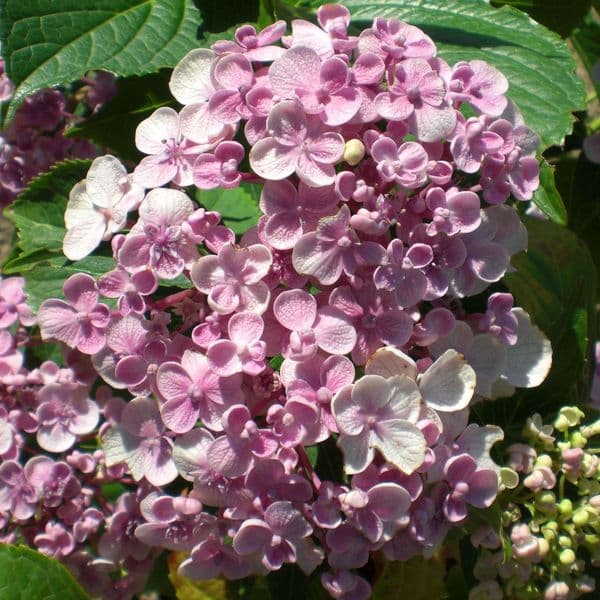 Hydrangea macrophylla Ayesha (H)