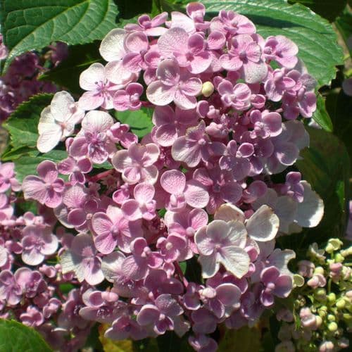 Hydrangea macrophylla Ayesha (H) Large Specimen Plant