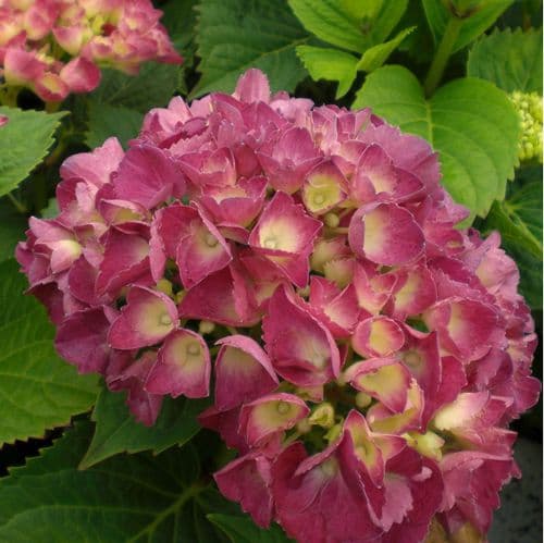 Hydrangea macrophylla Baron Pourpre (H)