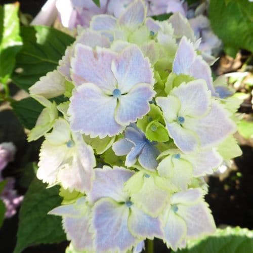 Hydrangea macrophylla Bel Alexandre