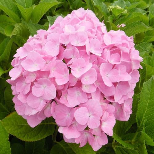 Hydrangea macrophylla Belle Seduction = Bodalam (PBR) (H)