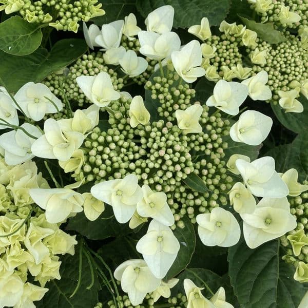 Hydrangea macrophylla Benxi (PBR) (L)