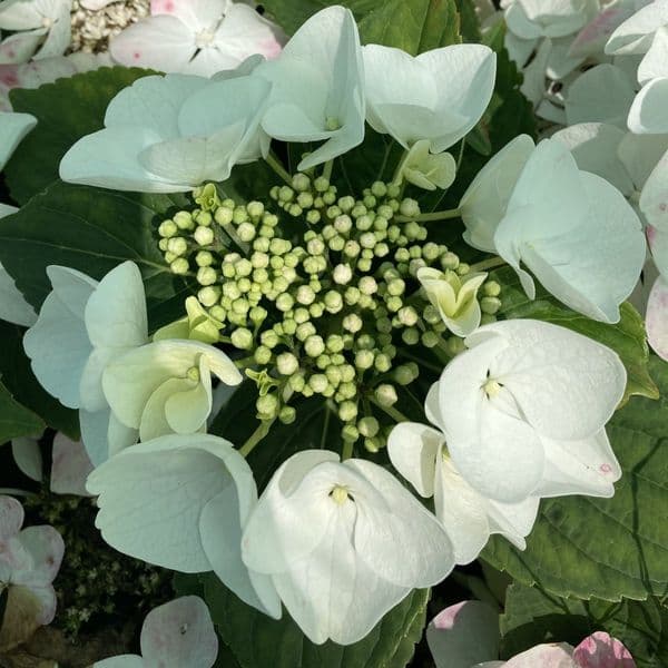 Hydrangea macrophylla Benxi (PBR) (L)