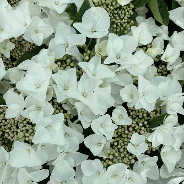 Hydrangea macrophylla Benxi (PBR) (L)