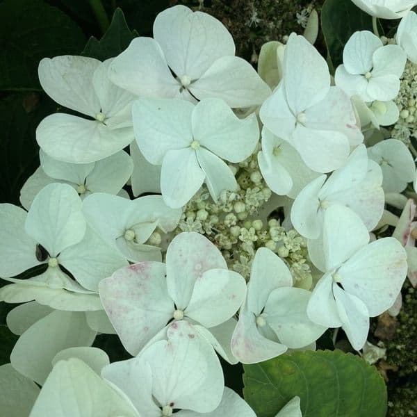 Hydrangea macrophylla Benxi (PBR) (L)
