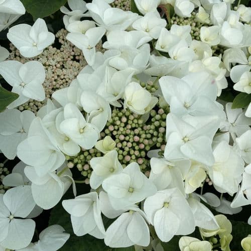 Hydrangea macrophylla Benxi (PBR) (L)