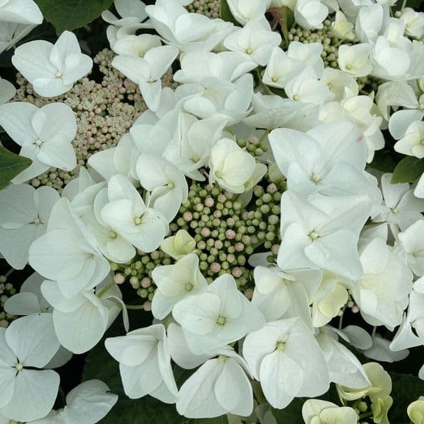 Hydrangea macrophylla Benxi (PBR) (L)