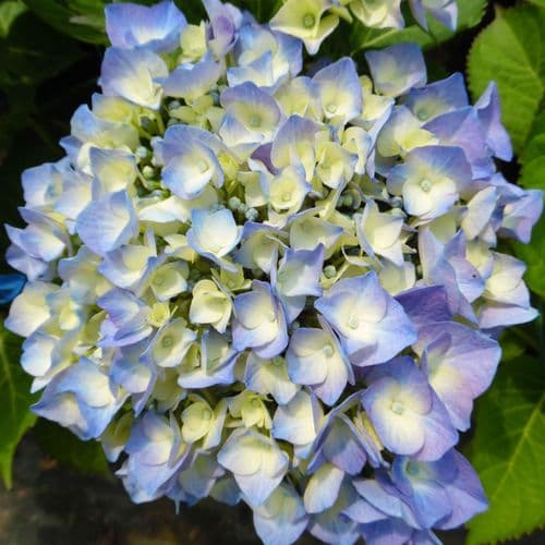 Hydrangea macrophylla BERLIN 'Rabe' (PBR) (City-line Series) (H)