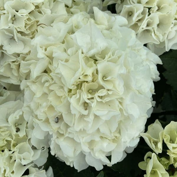 Hydrangea macrophylla Bianco HBABIA