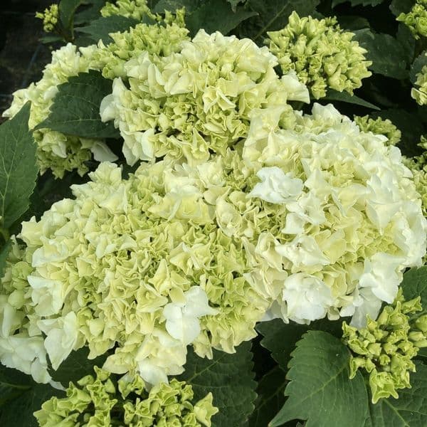 Hydrangea macrophylla Bianco HBABIA