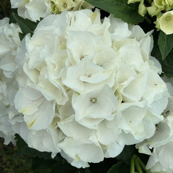 Hydrangea macrophylla Bianco HBABIA