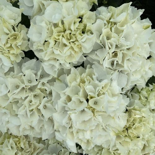 Hydrangea macrophylla Bianco HBABIA